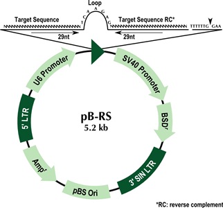 322x300 Pb Rs Shrna Vector Origene