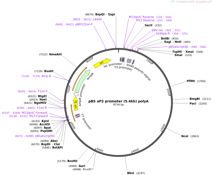 897x740 Addgene Pbs Promoter