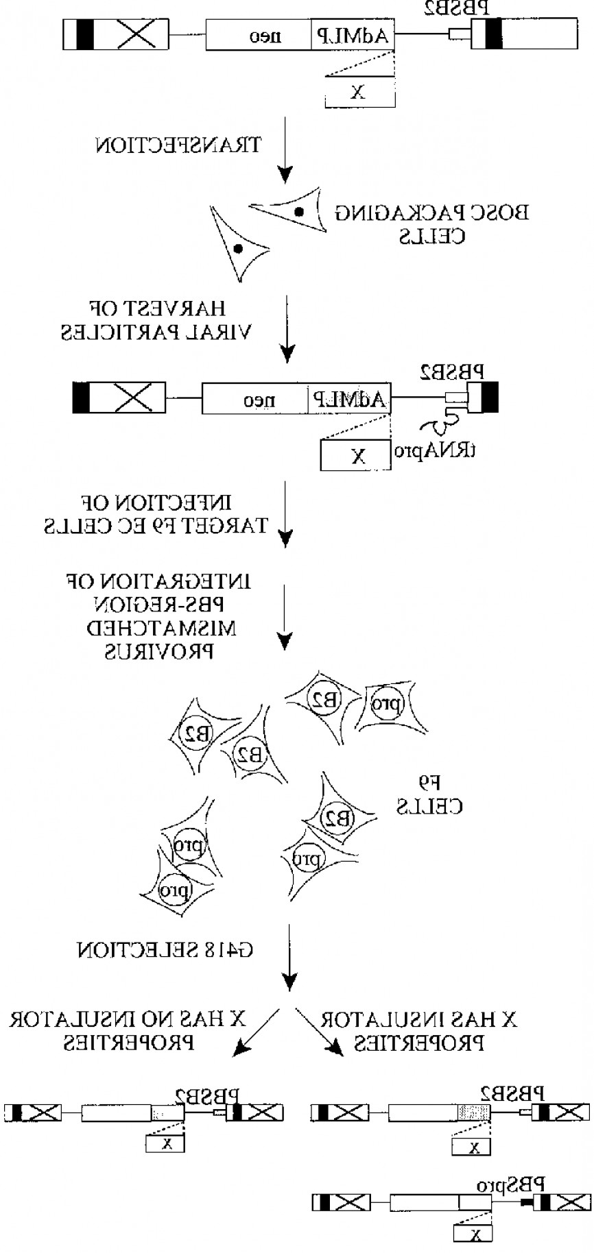 866x1828 Assay For Shielding Of The Pbs Silencer