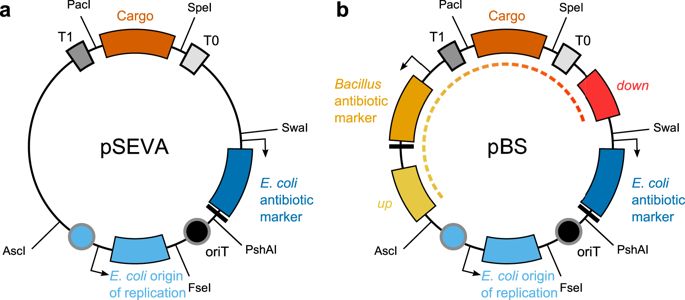 685x300 Bacillus Seva Siblings A Golden Gate Based Toolbox To Create