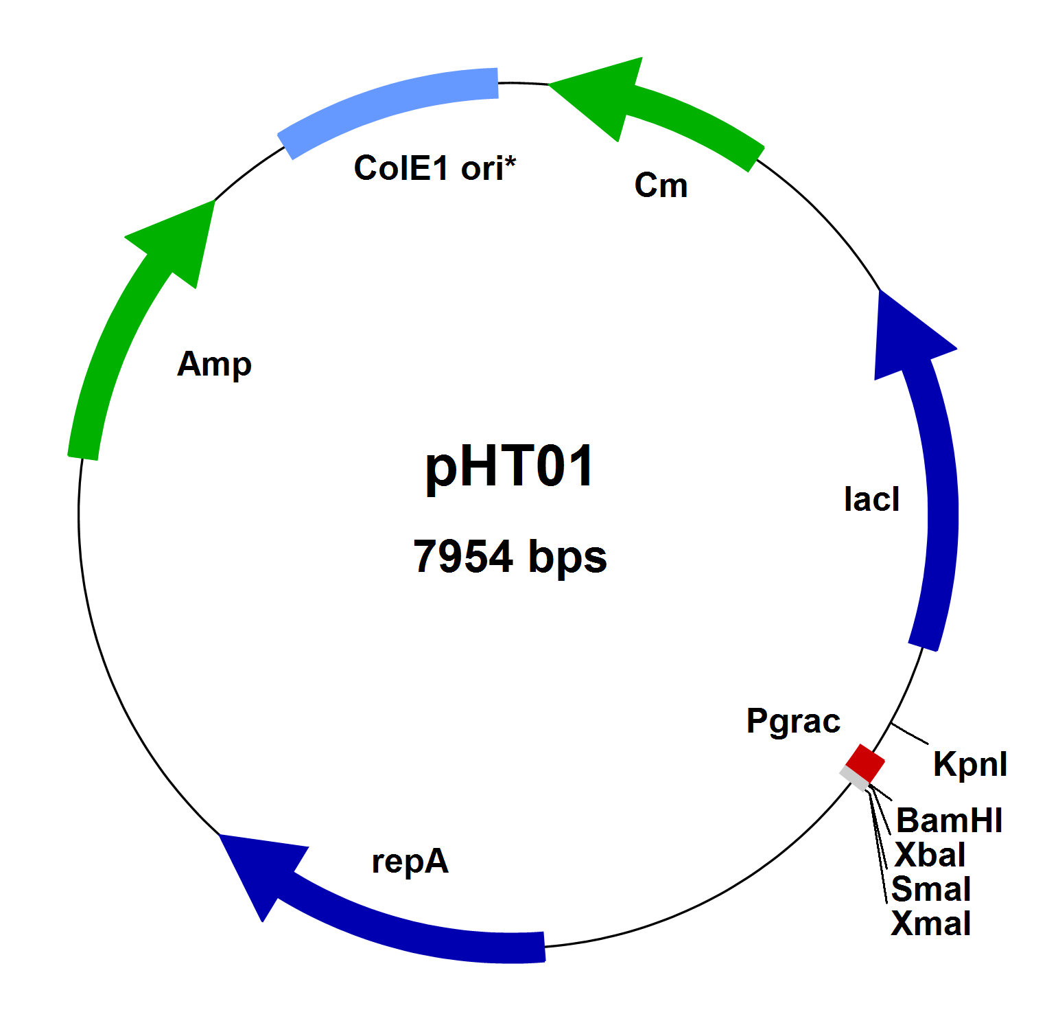 1542x1506 Bacillus Subtilis Vectors
