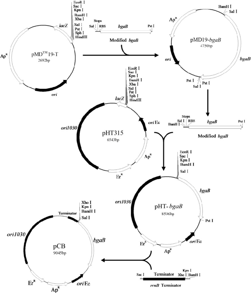 850x992 Construction Of Promoter Probe Vector Pcb Details