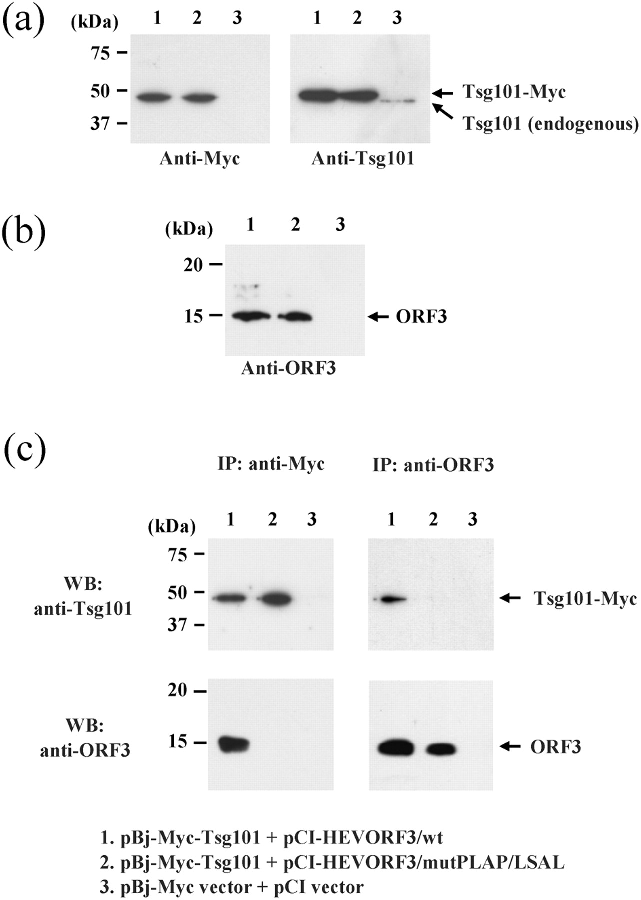 1282x1800 Fig Microbiology Society