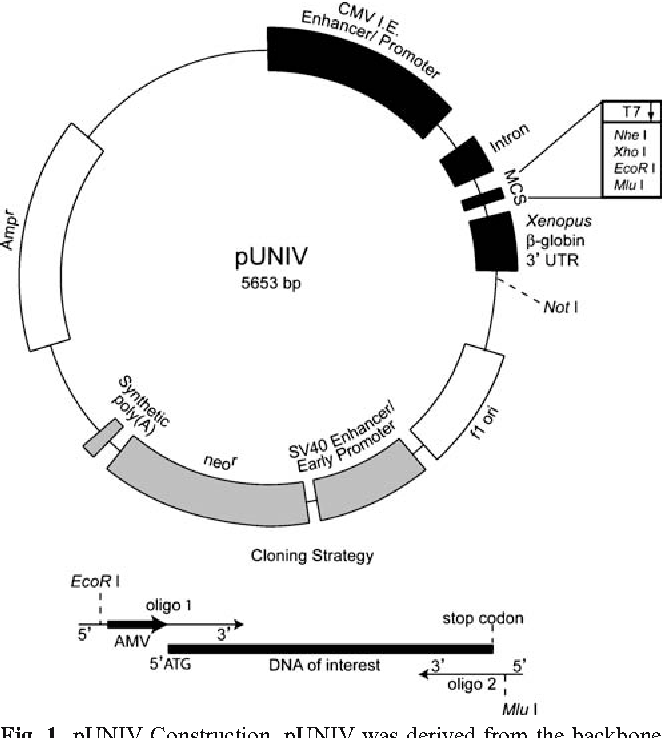 662x738 Figure From Optimized Expression Vector For Ion Channel Studies
