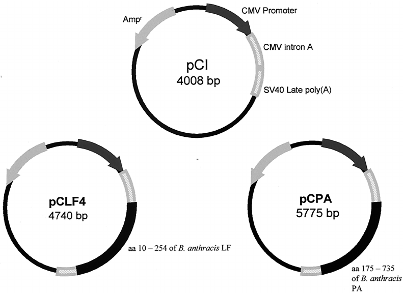 791x576 Plasmid Vectors Used In This Study Plasmid Pci