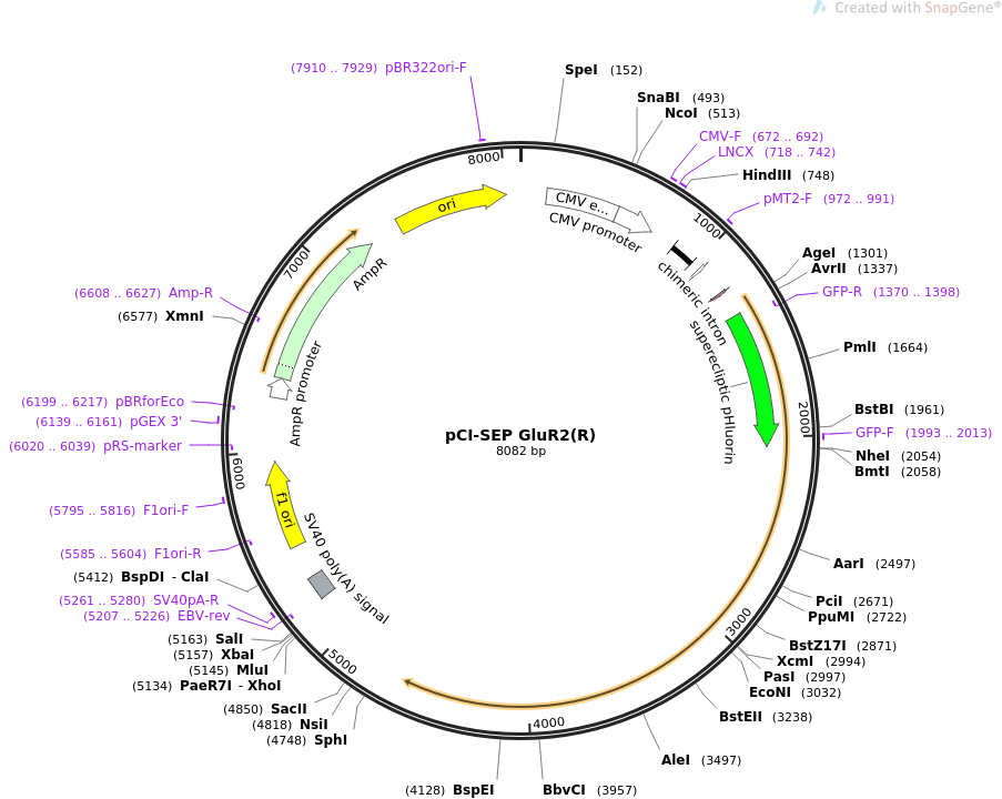 903x720 Addgene Pci Sep