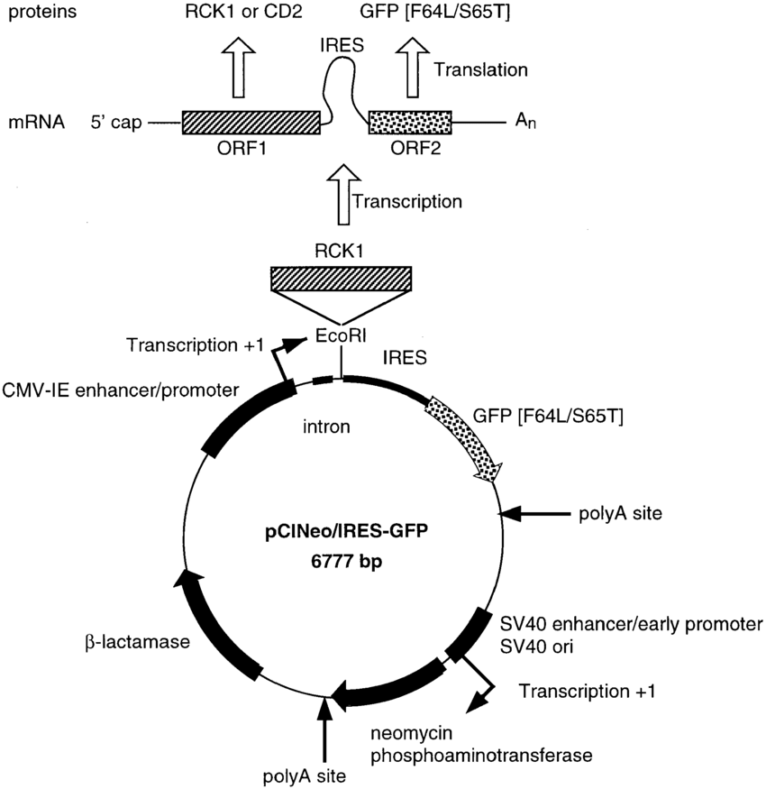 850x875 Pcineoires Gfp Bicistronic Expression Vector The Pcineoires Gfp