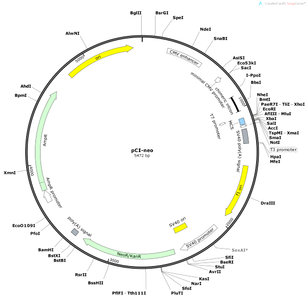 600x582 Vector Backbone Pci Neo