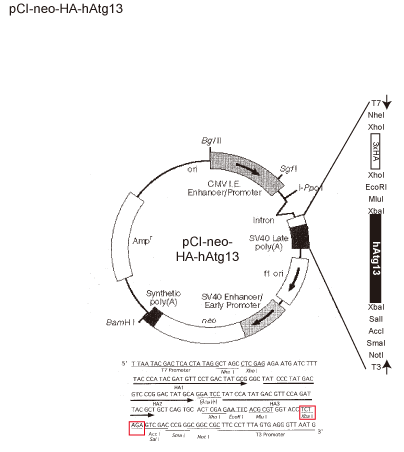 404x452 Addgene Pci Neo Ha