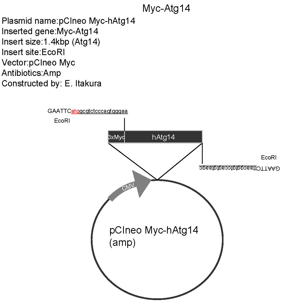 1080x1165 Addgene Pci Neo Myc