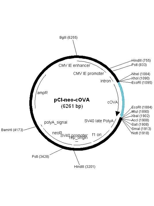 536x718 Addgene Pci Neo Cova