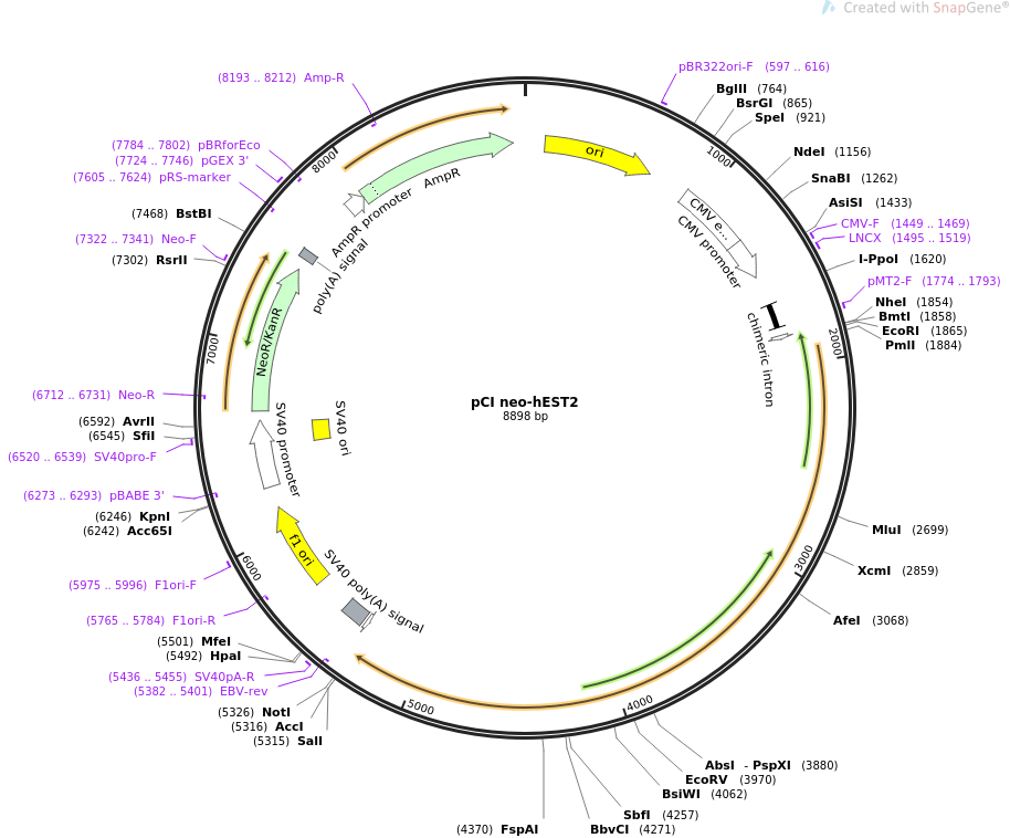 914x758 Addgene Pci Neo