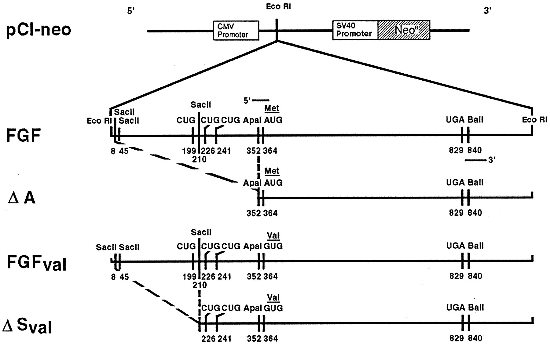 1800x1133 Basic Fibroblast Growth Factor Confers A Less Malignant Phenotype