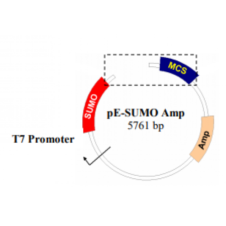 Pe Sumopro Vector 450x450 Pe Sumopro Vector