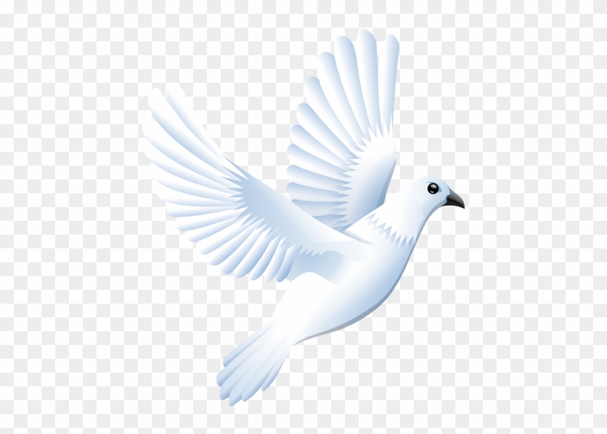 880x629 Colomba Peace Dove