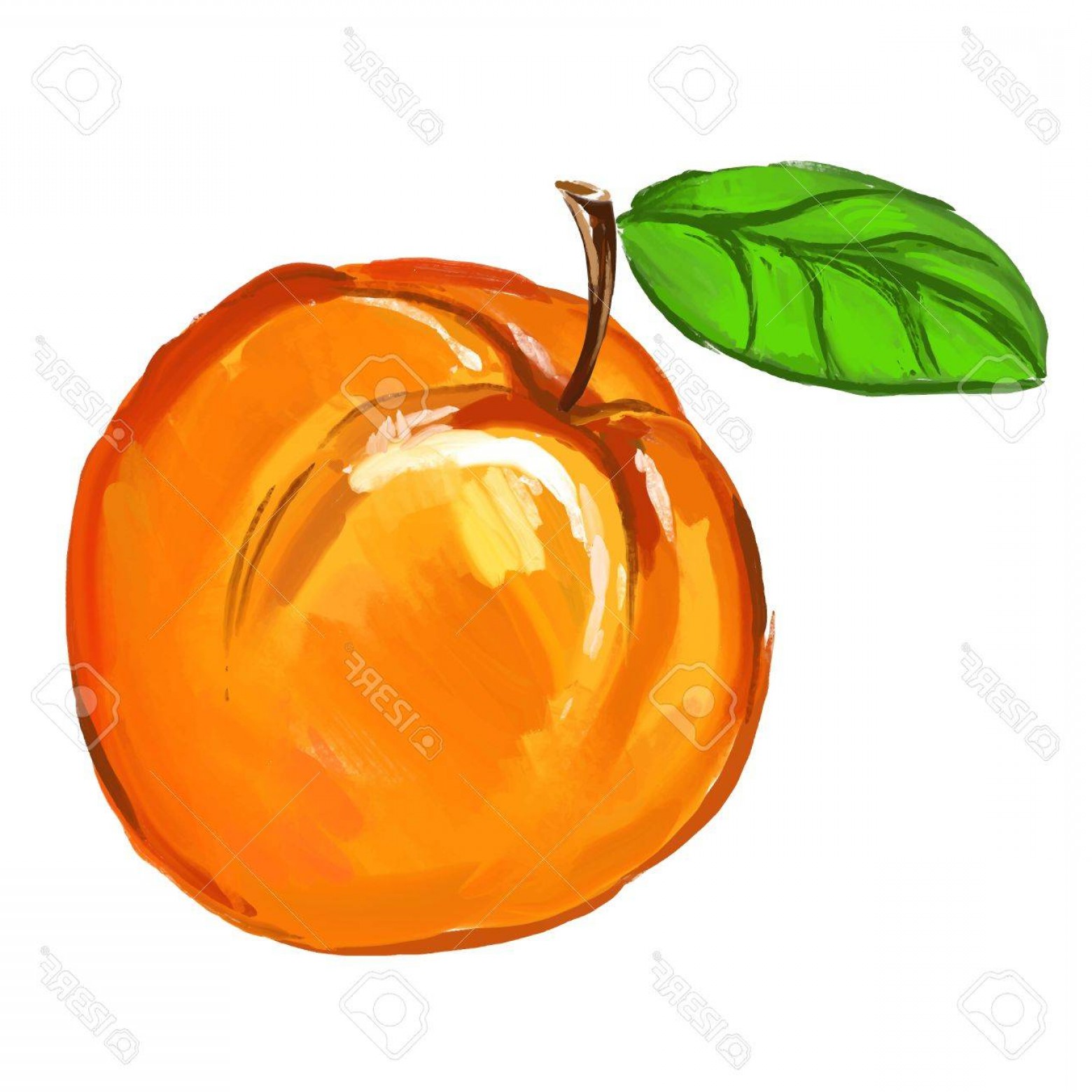 1560x1560 Peach Vector Hoodamathrun