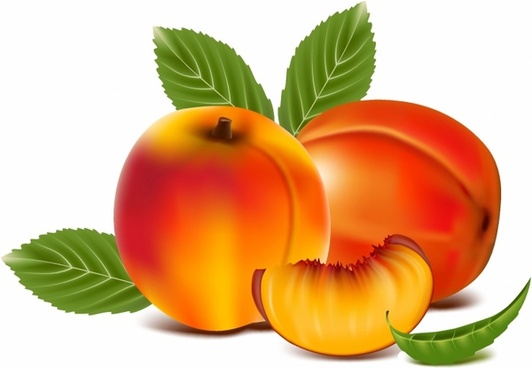 532x368 Peach Fruit Free Vector Download