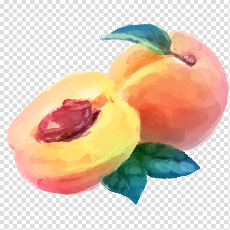 800x800 Sliced Peach Illustration, Watercolor Painting Peach Fruit Drawing