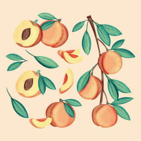 490x490 Vector Hand Drawn Peaches
