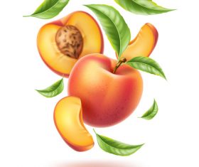 280x235 Peach Vector