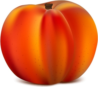 417x368 Free Peach Vector Free Vector Download