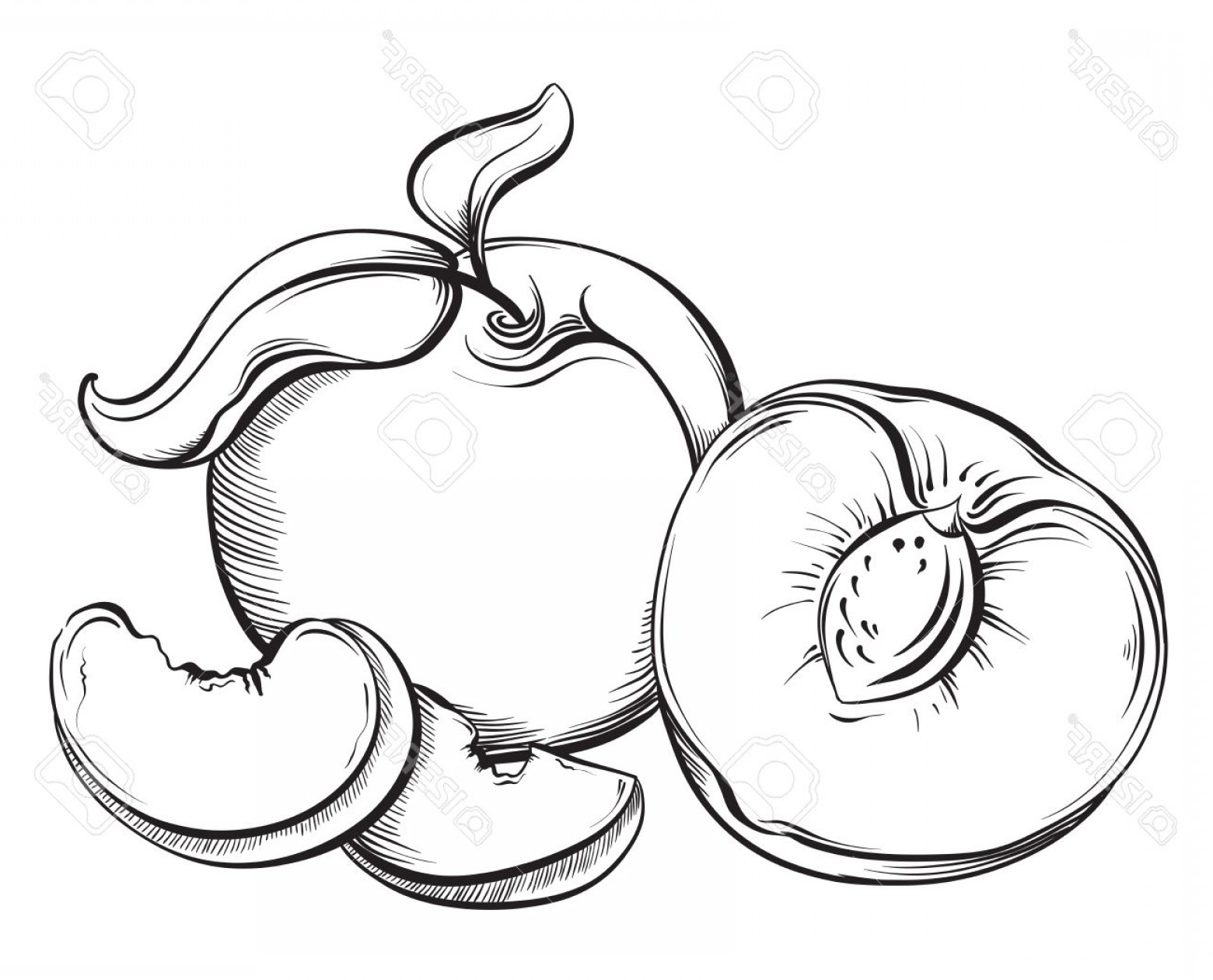 Peach Vector Black And White at Collection of Peach