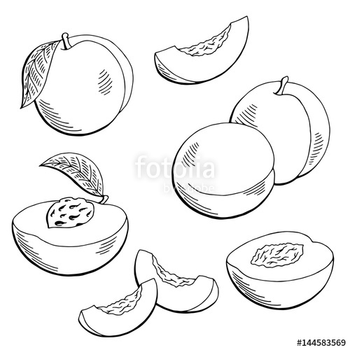 Peach Fruit Graphic Black White Isolated Sketch Illustration 500x500 Peach Fruit Graphic Black White Isolated Sketch Illustration