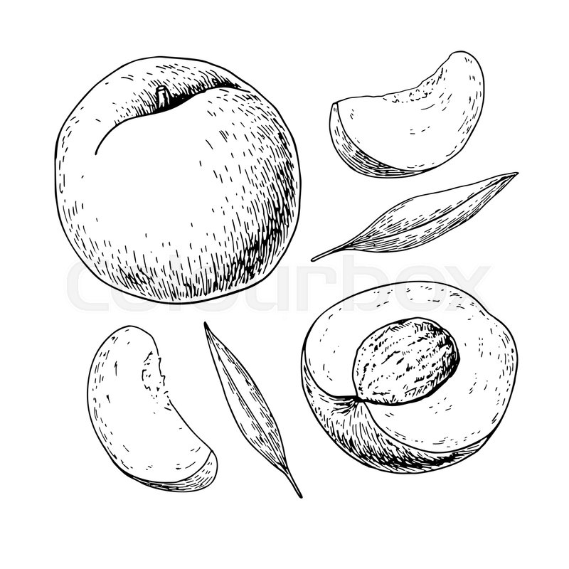 Peach Vector Drawing Isolated Hand Stock Vector Colourbox 800x800 Peach Vector Drawing Isolated Hand Stock Vector Colourbox