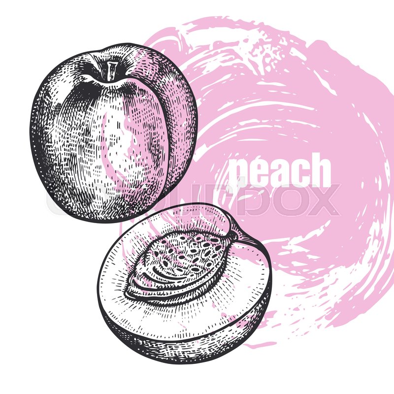 Peach Realistic Vector Illustration Stock Vector Colourbox 800x800 Peach Realistic Vector Illustration Stock Vector Colourbox