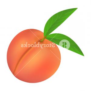Photostock Vector Peach Vector Black Silhouette Handandbeak 300x300 Photostock Vector Peach Vector Black Silhouette Handandbeak
