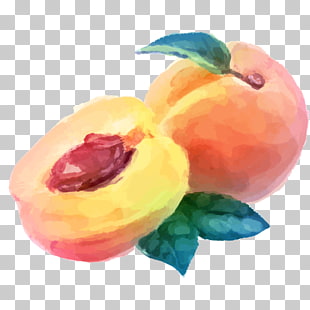 Peach Vector Png Cliparts For Free Download Uihere 310x310 Peach Vector Png Cliparts For Free Download Uihere