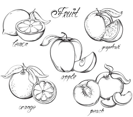 Fruit Set Apple, Lemon, Grapefruit, Orange And Peach Vector Hand 450x394 Fruit Set Apple, Lemon, Grapefruit, Orange And Peach Vector Hand