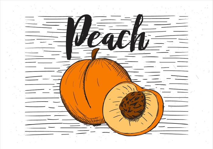 Peach Free Vector Art 700x490 Peach Free Vector Art