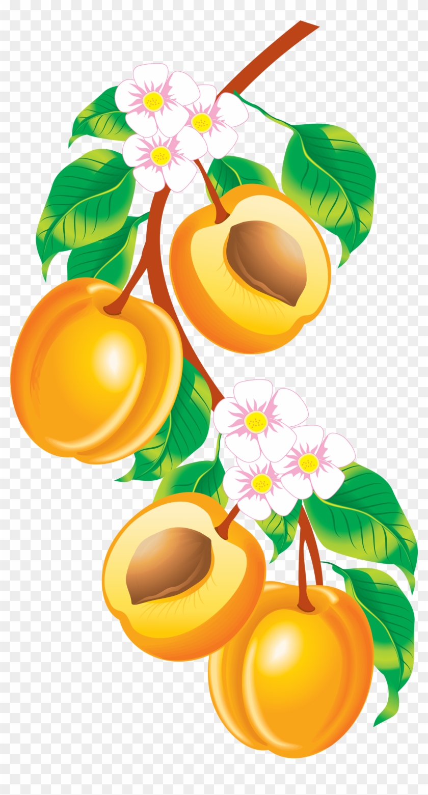 Peach Fruit Clipart 840x1561 Peach Fruit Clipart