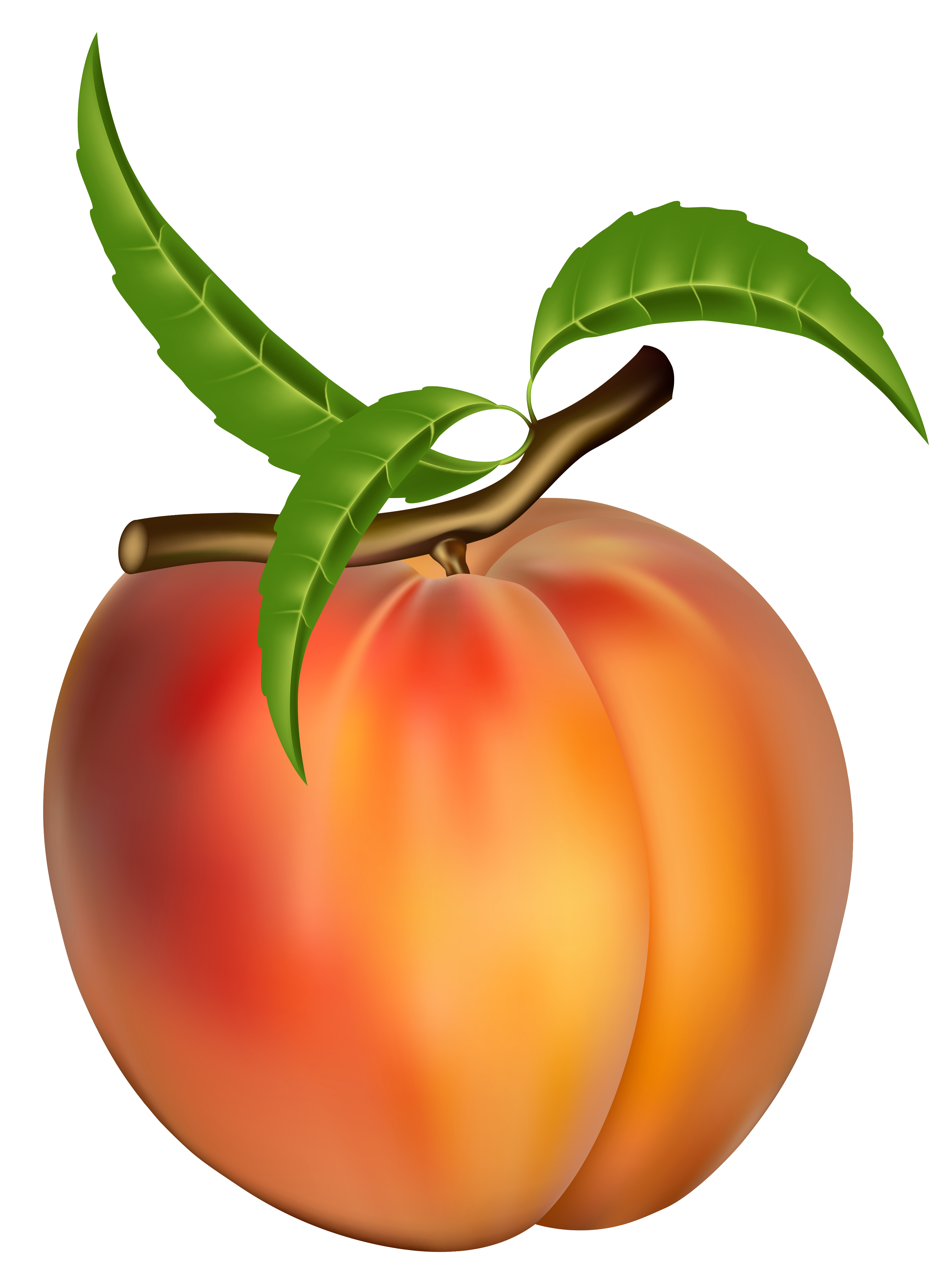 Peach Clip Art Free 3222x4344 Peach Clip Art Free