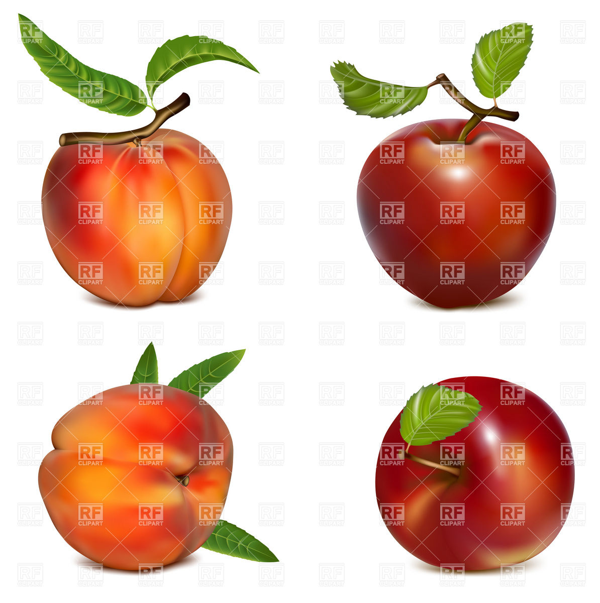 Apples And Peaches Vector Image Of Food And Beverages Ivelly 1194x1200 Apples And Peaches Vector Image Of Food And Beverages Ivelly