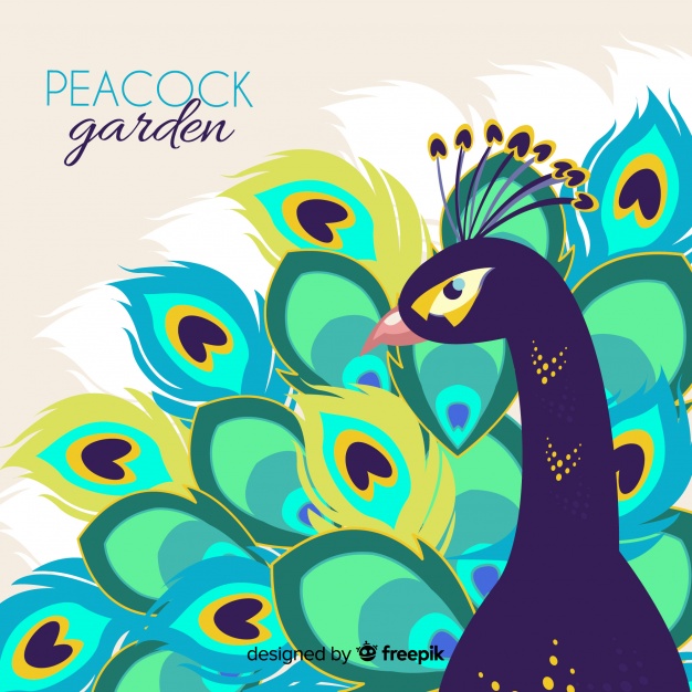 Peacock Background Vector Free Download 626x626 Peacock Background Vector Free Download