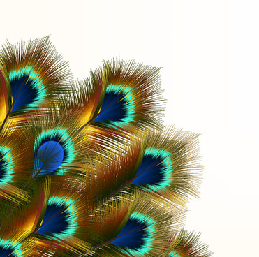 Peacock Feather Vector Design Free Vector Download 371x368 Peacock Feather Vector Design Free Vector Download