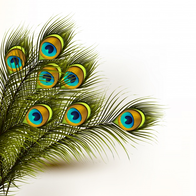 Peacock Feathers Background Vector Premium Download 626x626 Peacock Feathers Background Vector Premium Download