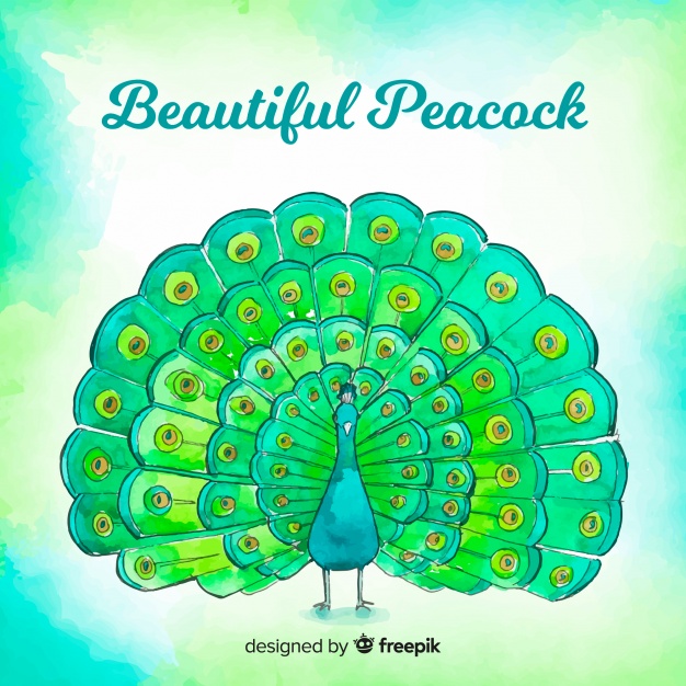 Watercolor Peacock Background Vector Free Download 626x626 Watercolor Peacock Background Vector Free Download