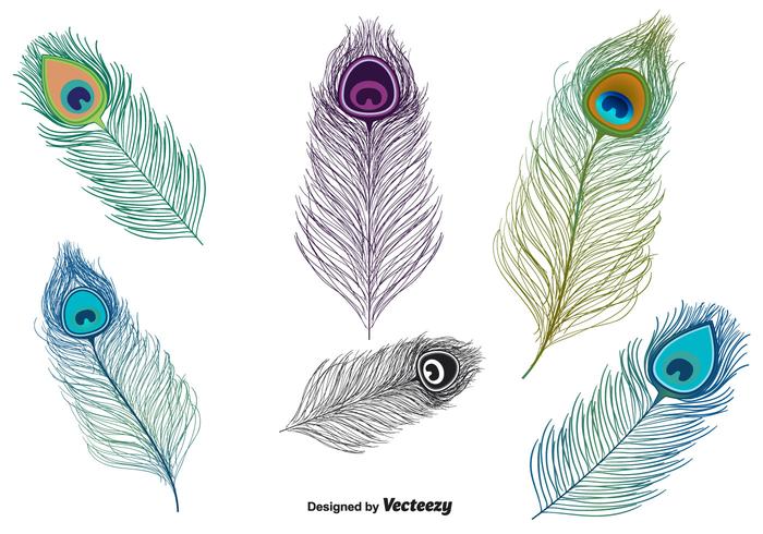 Peacock Feather Vector 700x490 Peacock Feather Vector