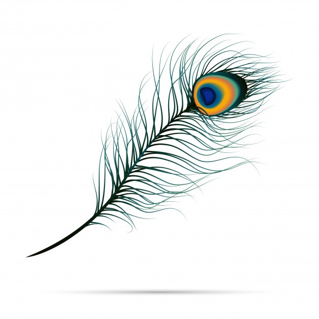 peacock feather illustration free download