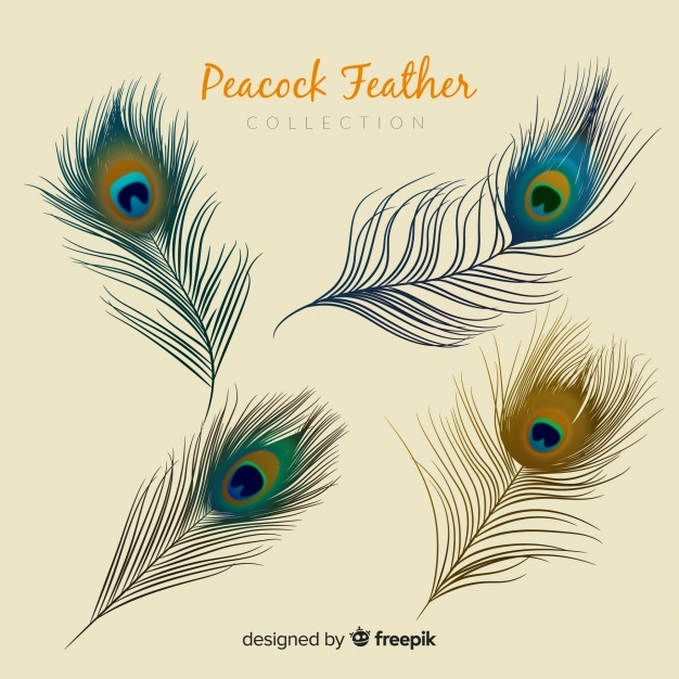 Peacock Feather Vectors, Photos And Free Download 626x626 Peacock Feather Vectors, Photos And Free Download