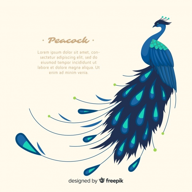 Peacock Vectors, Photos And Free Download 626x626 Peacock Vectors, Photos And Free Download