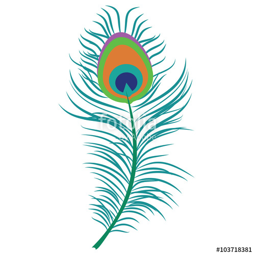 Peacock Feather Vector Stock Image And Royalty Free Vector 500x500 Peacock Feather Vector Stock Image And Royalty Free Vector