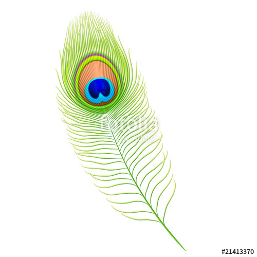 Peacock Feather Vector at Vectorified.com | Collection of Peacock ...