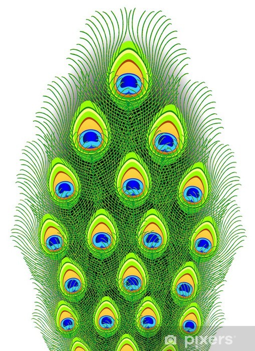 Peacock Feathers Vector Illustration Sticker 509x700 Peacock Feathers Vector Illustration Sticker