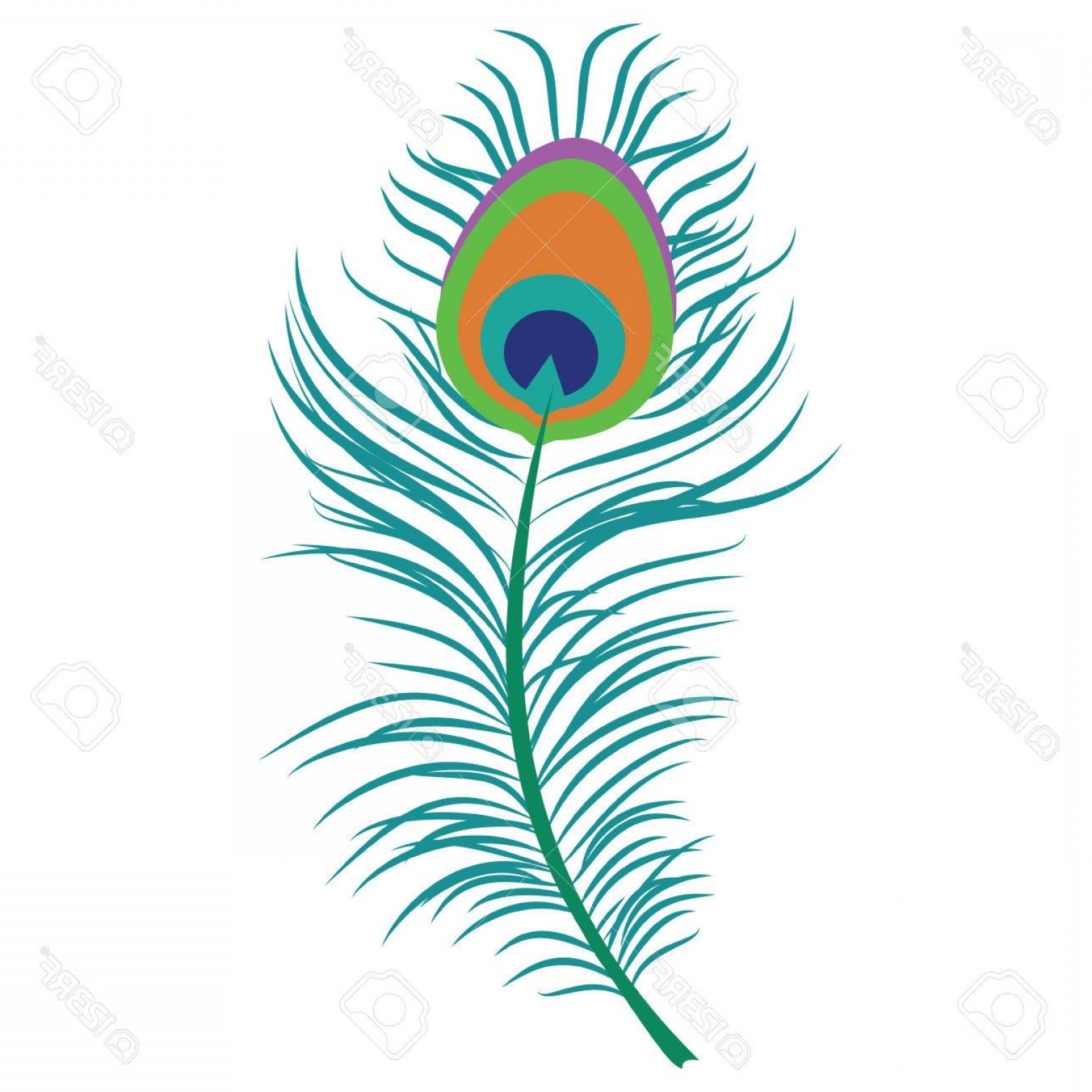 Photostock Vector Vector Illustration Beautiful Peacock Feather 1560x1560 Photostock Vector Vector Illustration Beautiful Peacock Feather