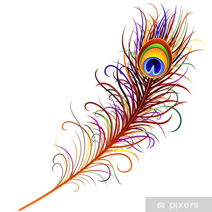 Piuma Di Pavone Peacock Feather Vector Wall Mural 700x700 Piuma Di Pavone Peacock Feather Vector Wall Mural