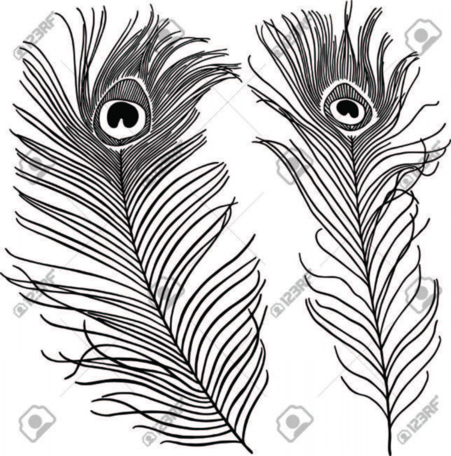 Top Peacock Feather Vector Drawing Soidergi 1545x1560 Top Peacock Feather Vector Drawing Soidergi